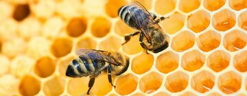 آیا حشرات احساس و آگاهی دارند؟ 17 learn-about-honey-bees-header.jpg