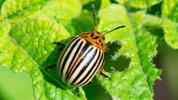 آیا حشرات احساس و آگاهی دارند؟ 16 Colarado-beetle-AdobeStock_392799657-c-pticelov-adobestock.jpg