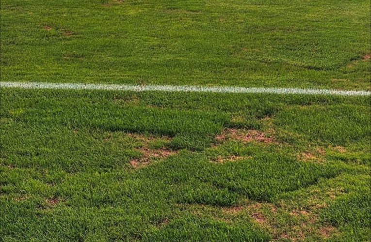 زمین ورزشگاه آزادی برای کاشت سیب‌زمینی مناسب است نه فوتبال!/ ویدئو