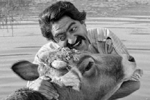 داستان خلق شاهکار مهرجویی – ساعدی/ چگونه فیلم گاو توانست در سینمای ایران انقلاب ایجاد کند؟