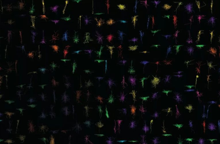 نقشه‌ای بسیار دقیق از مغز انسان و نخستی‌سانان غیرانسانی تهیه شد