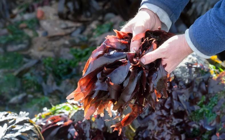 چگونه جلبک دریایی گذشته را شکل داد و می‌تواند آینده ما را شکل دهد؟ /