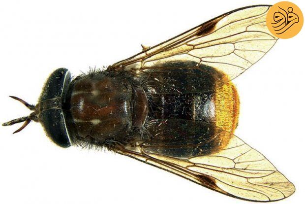 مگس بیانسه