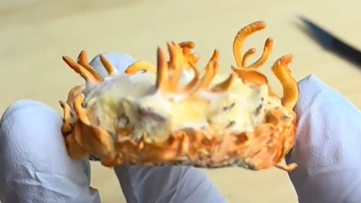 این فرد «قارچ های زامبی» را با خون و پوست خود پرورش داده است!