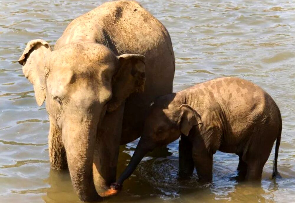 بازگشت موجود غول‌پیکر باستانی با علم ژنتیک/ عکس