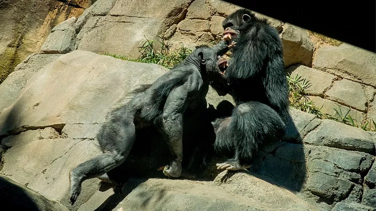 جاسوسی از گروه‌های رقیب توسط شامپانزه‌ها با «تاکتیک‌های جنگی انسان‌ها»