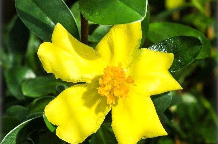 جنجال سوسک هیتلری؛ اختلاف دانشمندان شدت گرفت