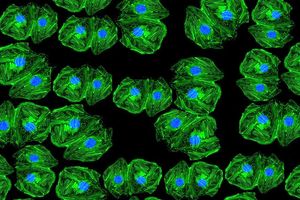 تحریک سلول‌های بنیادی برای ترمیم استخوان با مواد فیزوالکتریک