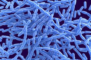 سیاه زخم یا آنتراکس چیست و چه مقدار کشنده است؟