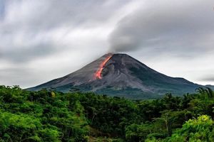 چرا «سبزتر» شدن درختان می‌تواند نشانۀ خطر باشد؟