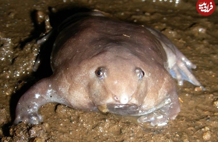 کشف قورباغۀ متغیری که در هر قرن فقط یک بار اتفاق می‌افتد!/ عکس