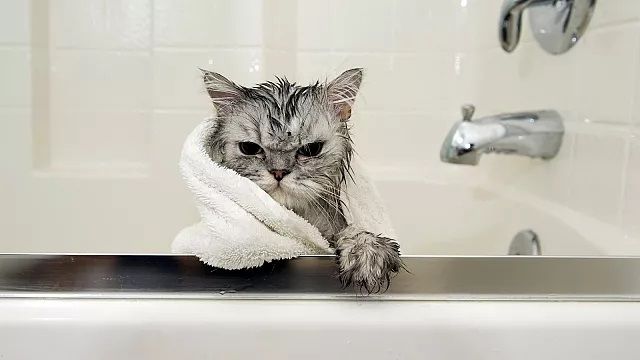 ۱۰ مسئله که گربه‌دوستان باید بدانند/ حیوان خانگی شما از چه کار‌هایی متنفر است؟