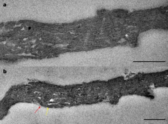 کشف راز ۱.۷۵ میلیارد ساله منشاء حیات 14 2