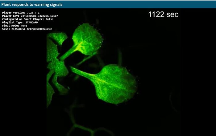 برای اولین بار «سخن بگویید» گیاهان روی ویدئو ثبت شد