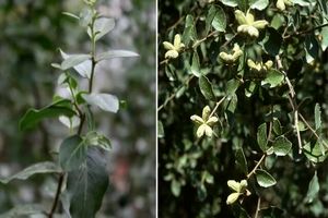 واکسن‌سازی، بدون منفعت گیری از درخت صابون ممکن شد