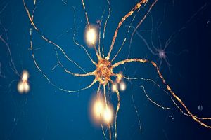 پیروی نورون‌های مغز از یک الگوی ریاضی نزدیک