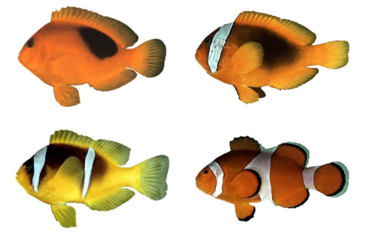 دلقک ماهی‌ها می‌توانند بشمرند!