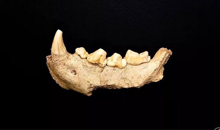 زندگی نئاندرتال‌های زن؛ مردان شکارچی و زنان غارنشین بودند؟