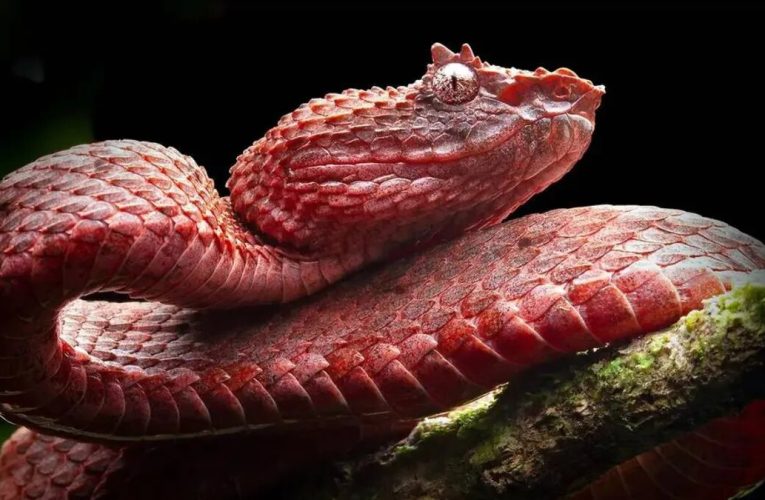 مارها سریع تر از آنچه فکرش را بکنید تکامل اشکار می کنند!