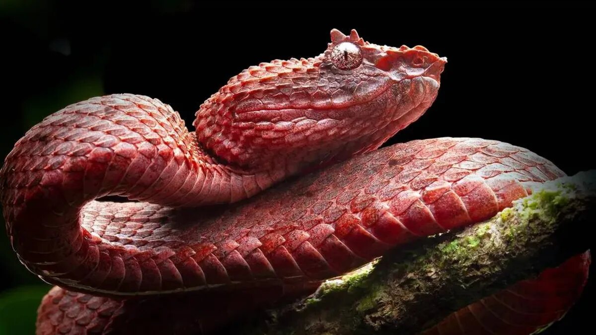 مارها سریع‌تر از آنچه فکرش را بکنید تکامل پیدا می‌کنند!