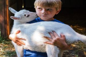 مواظب سخن زدنتان روبه رو بزها باشید!