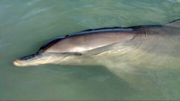 چرت زدن زیر آب چطور مقدور است؟