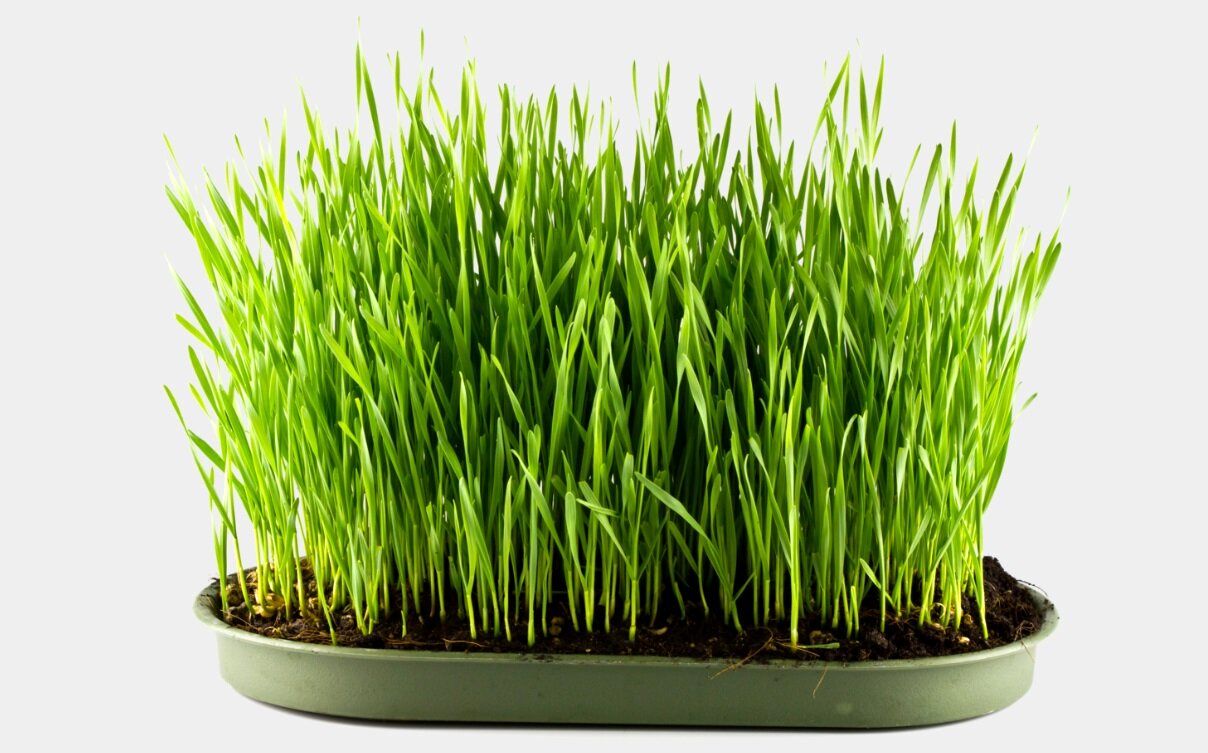 معرفی ۷ مدل سبزه برای نوروز و سفره هفت‌سین/ از امروز تا ۲۴ اسفند وقت دارید