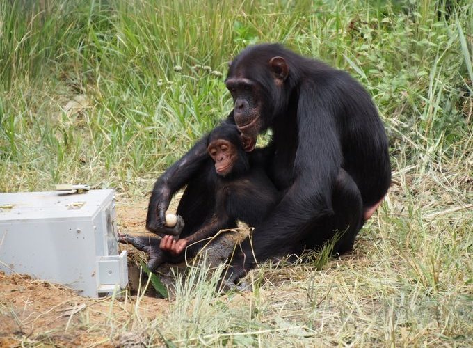 زنبورها و شامپانزه‌ها؛ از نابغه‌های کوچک روی زمین چه می‌دانیم؟_آینده