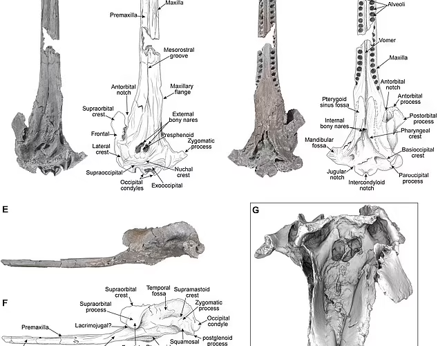 فسیل‌ بزرگ‌ترین دلفین جهان در آمازون کشف شد_آینده