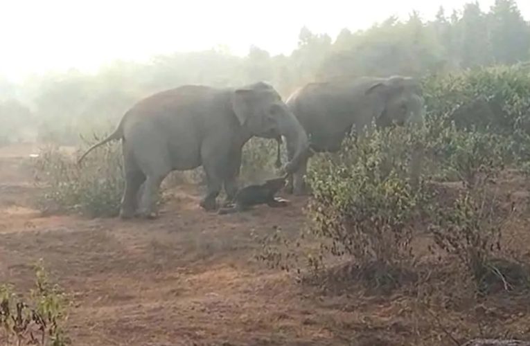 فیل‌های آسیایی برای اولین‌بار درحال دفن مردگان خود مشاهده شدند