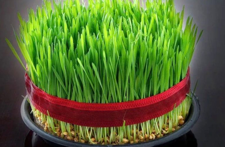معارفه ۷ مدل سبزه برای نوروز و سفره هفت‌سین