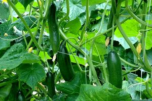 چه افرادی باید از خوردن خیار پرهیز کنند؟_آینده