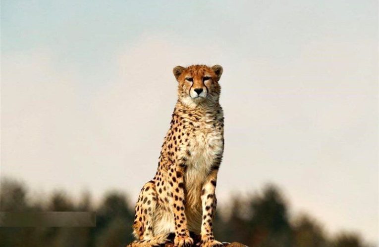 چه شد که یوزپلنگ ها سریع ترین حیوانات روی زمین شدند؟