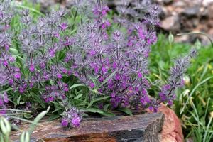 به جای چای این دمنوش را بخورید_آینده