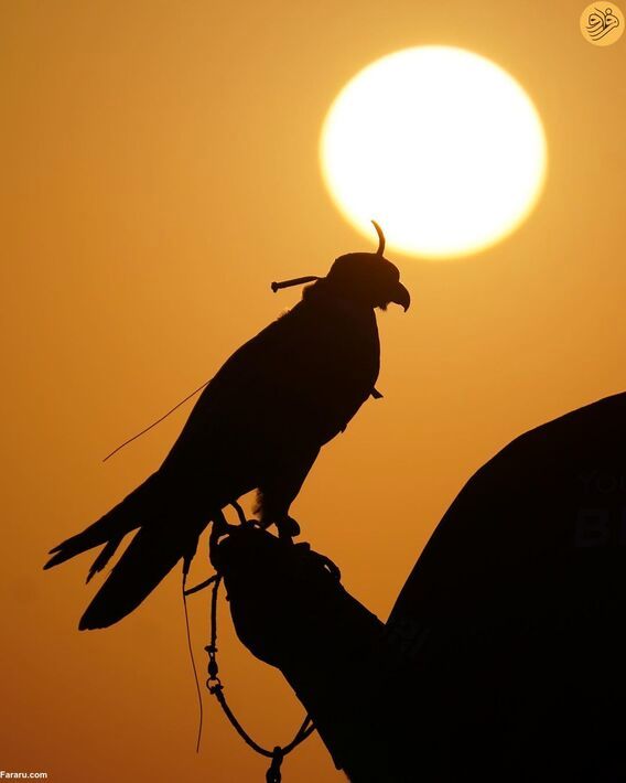 تیپ عربی دل پیرو و خانواده‌اش در صحرای دبی/ تصاویر