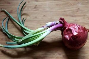 خوردن پیازی که جوانه زده خطرناک است؟_آینده