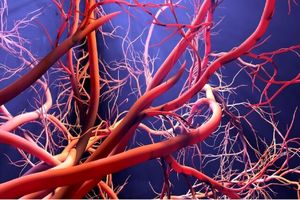 رگ‌های مغز اصول متفاوت و بی‌سابقه‌ای دارند