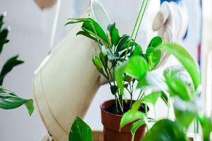 علت شل شدن برگ گیاهان آپارتمانی چیست؟