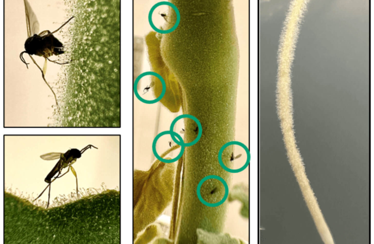 گوجه فرنگی‌ها «جهان موازی» خود را دارند!_آینده