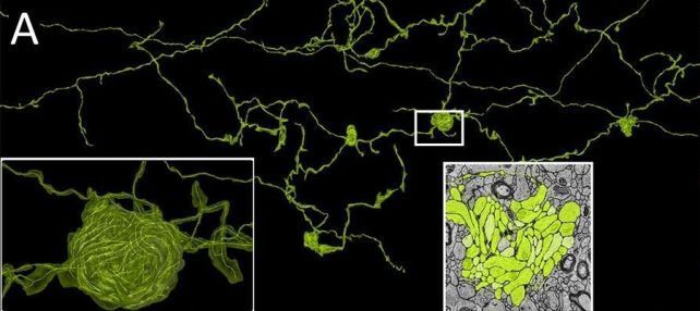 جزئی‌ترین تصویر از مغز انسان که تابه‌حال دیده‌اید!