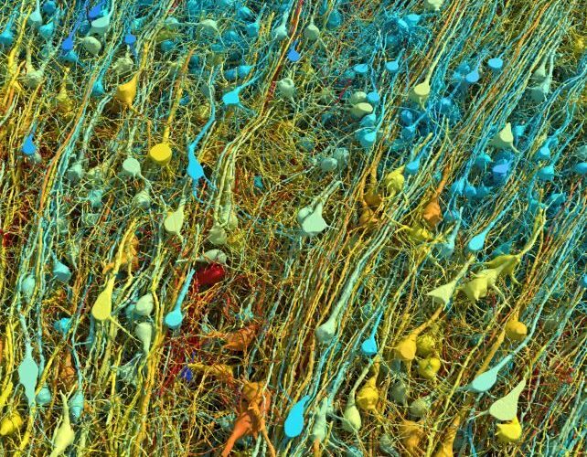 جزئی‌ترین عکس از مغز انسان که تابه‌حال دیده‌اید_آینده