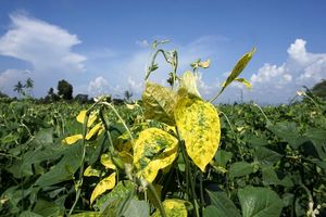 درمان امیدوارکننده سرطان با منفعت گیری از ویروس گیاه لوبیا چشم‌بلبلی_آینده