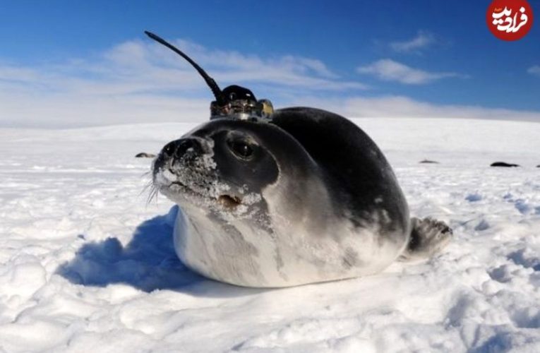 سوراخی در یخ که ۵۰ سال دانشمندان را متحیر کرده بود_آینده