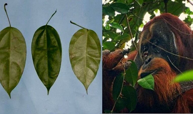 شگفتی دانشمندان از مشاهده یک اورانگوتان وحشی که برای درمان زخمش از گیاه دارویی منفعت گیری کرد_آینده
