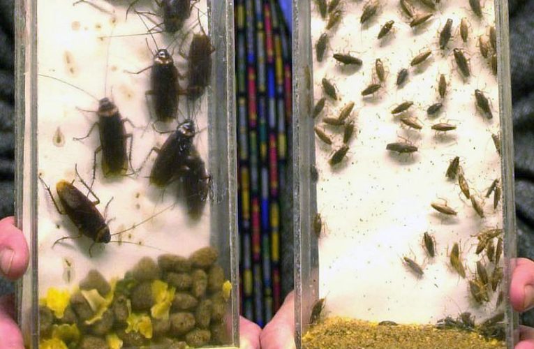 مهمانان ناخوانده کابینت‌ها؛ سوسک‌های ضدضربه چطور در سراسر دنیا پخش شدند؟_آینده