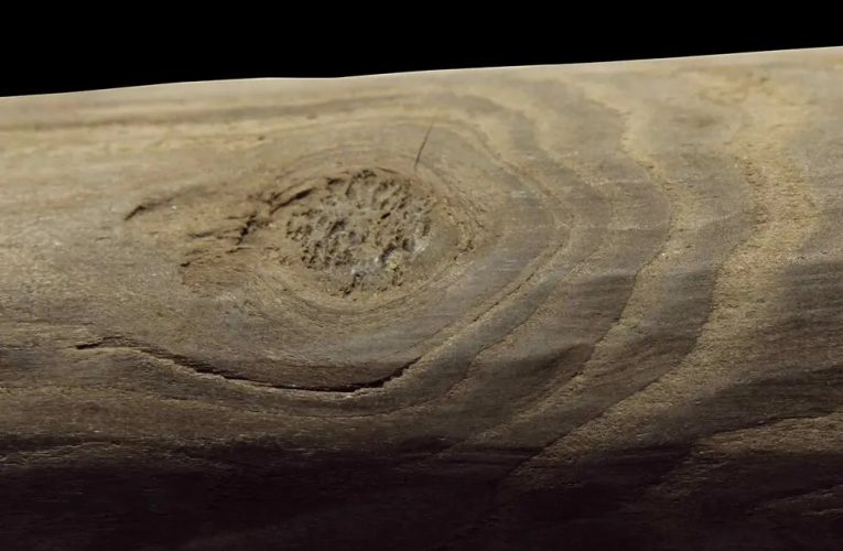 نگو حجر، بگو شجر!/ نئاندرتال‌ها صنعتگران زیاد ماهری بودند_آینده