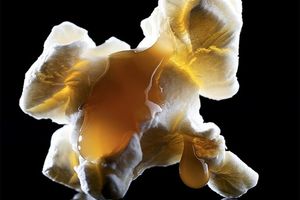 پروتئین شیرین Brazin جانشین احتمالی شکر در آینده_آینده