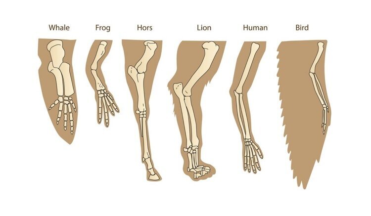 چطور نفرین ۵ دامن‌گیر انسان و دیگر پستانداران شد؟_آینده