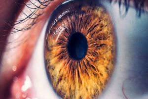 اولین نمونه موفق پیوند قرنیه مصنوعی در جهان/ ویدئو