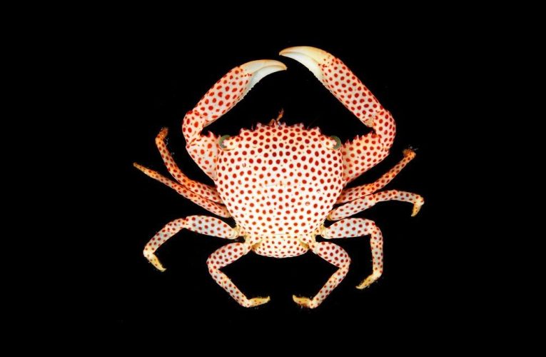 این خرچنگ برای زندگی با مرجان تکامل یافته است_آینده